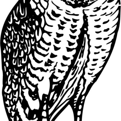 BIRD047 Thumbnail